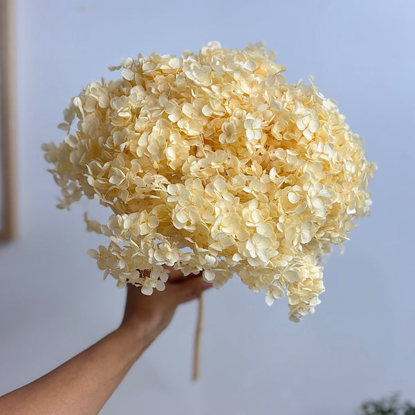 Preserved Hydrangea Peach