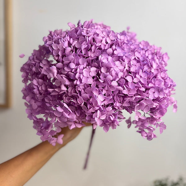 Preserved Hydrangea Lavender
