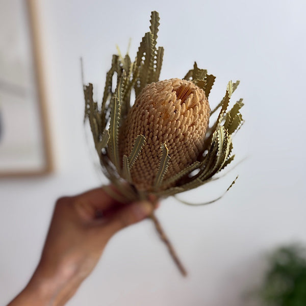 Dried Australian Banksia Hookeriana