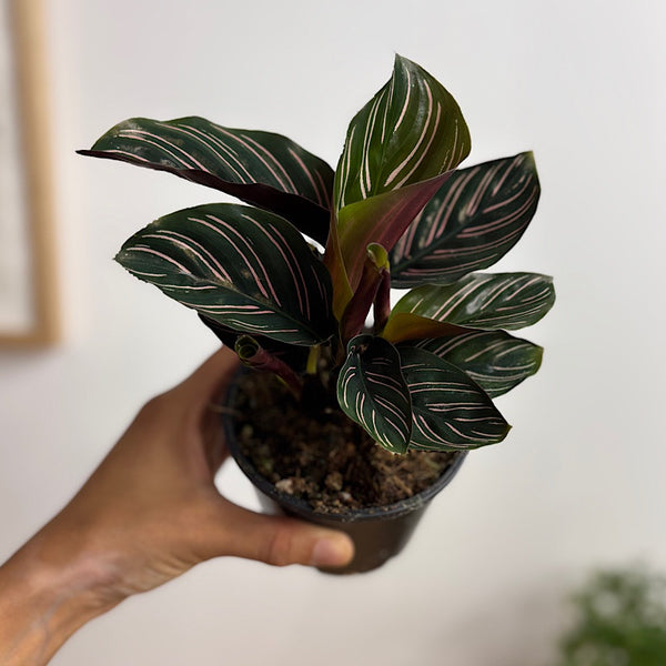 Calathea Sanderiana Pinstripe 100mm