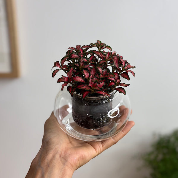 Fittonia in Small Self Watering Glass Pot