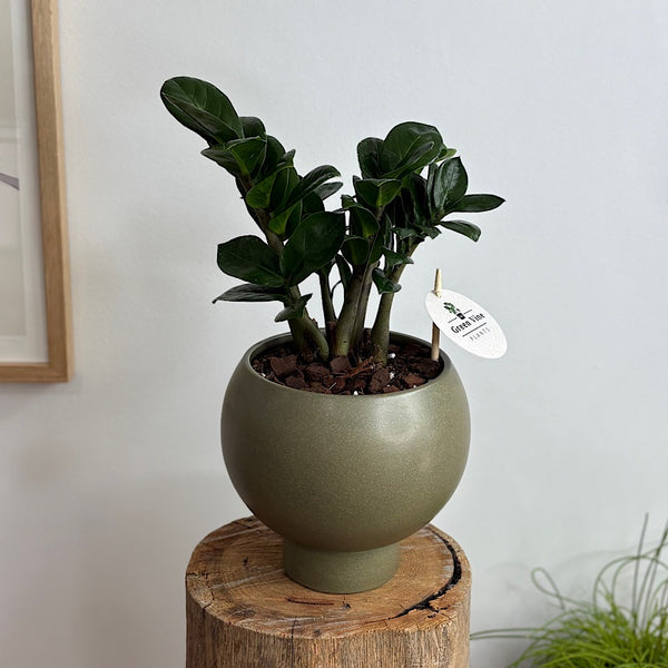 Zenzi Zanzibar Gem in Small Orbit Pot Jade