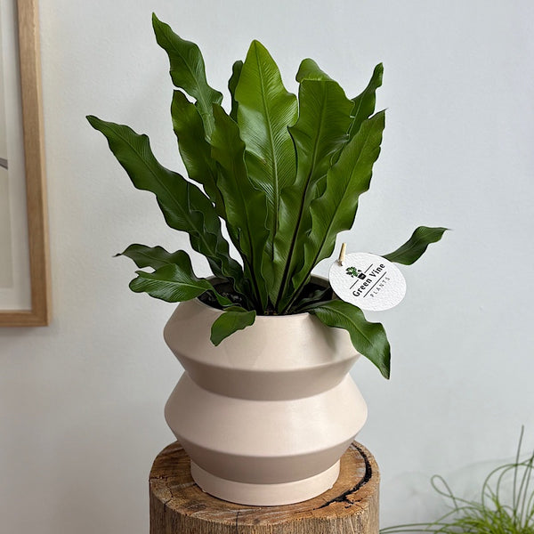 Bird's Nest Fern in Hanover Pot Parchment