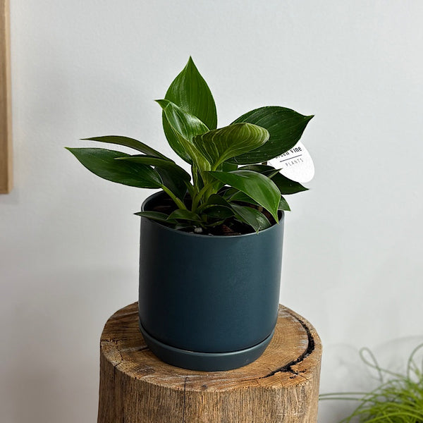 Philodendron Birkin in Small Oslo Pot Navy