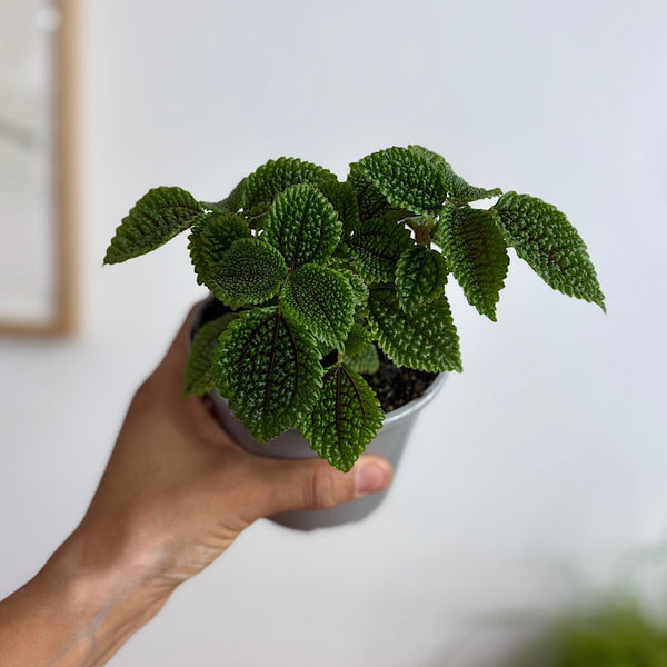 Pilea Involucrata Moon Valley 105mm