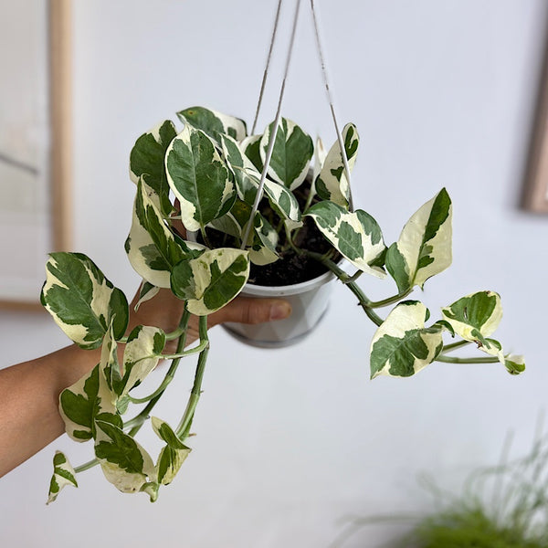 Epipremnum N'Joy 130mm Hanging
