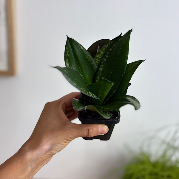 Sansevieria Whitney Hahnii Snake Plant 70mm