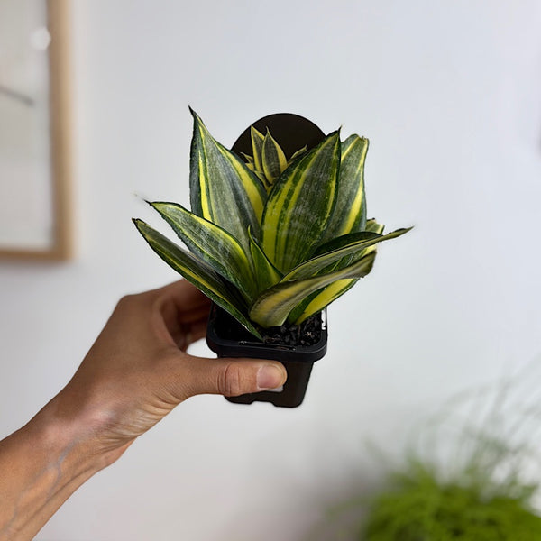 Sansevieria Golden Hahnii Snake Plant 70mm