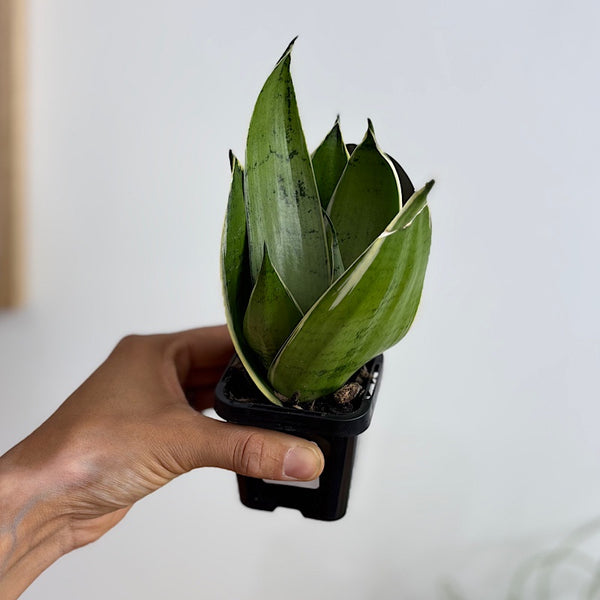 Sansevieria Snow White Hahnii Snake Plant 70mm