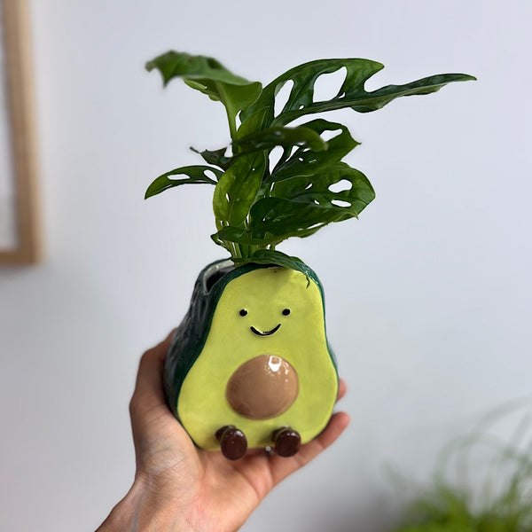 Monstera in Avocado Pot