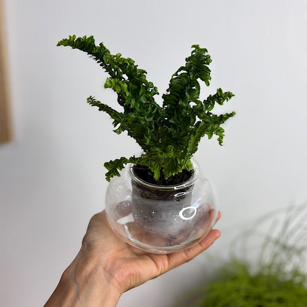 Fern in Small Self Watering Glass Pot