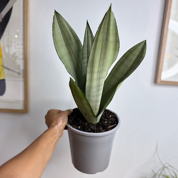 Sansevieria Trifasciata Moonshine Snake Plant 180mm