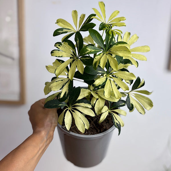 Schefflera Arboricola Variegated Madame De Smet 170mm