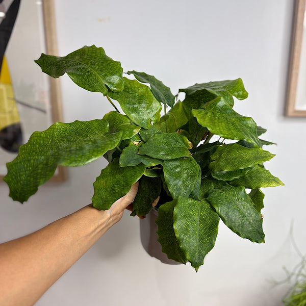 Calathea Musaica 170mm