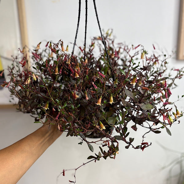 Kalanchoe Freedom Bells 155mm Hanging