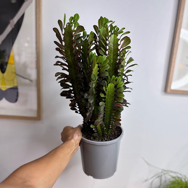Euphorbia Trigona Rubra 170mm