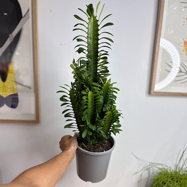 Euphorbia Trigona Green 170mm