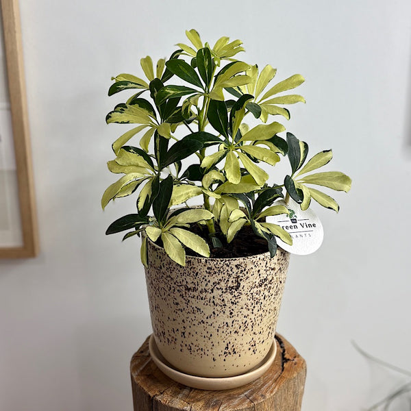 Variegated Umbrella Tree in Gerti Pot Cookies & Cream