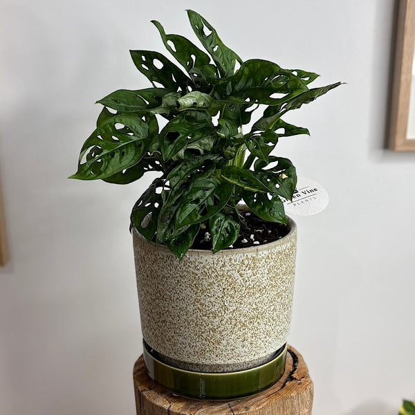 Monstera Monkey Mask in Medium Pollock Pot Limestone