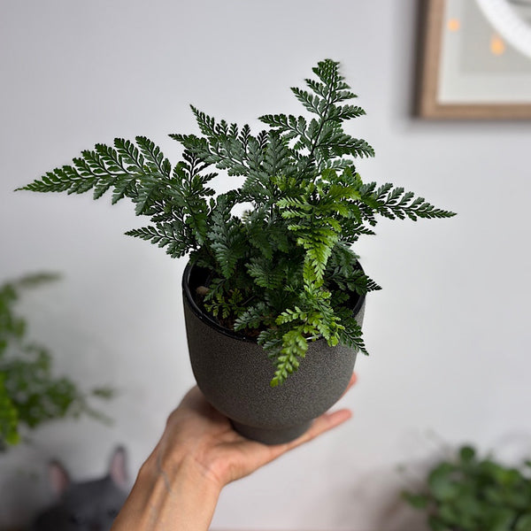White Rabbit's Foot Fern in Small Pilu Pot Black