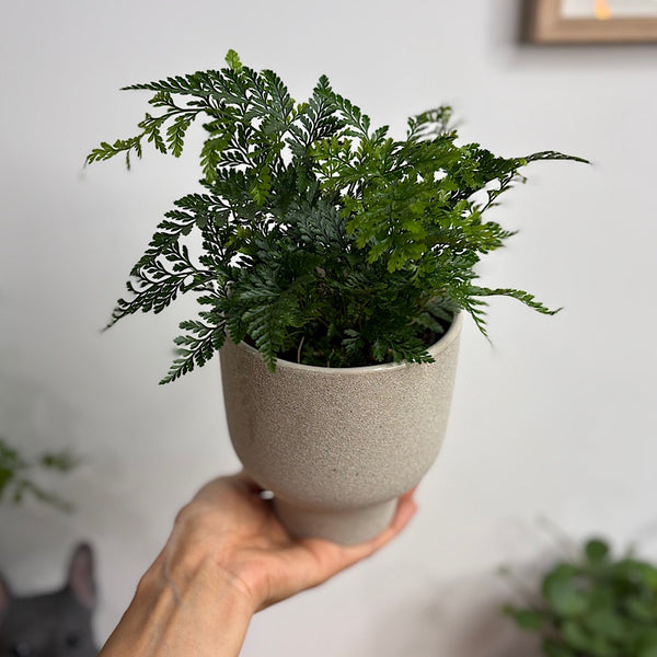 White Rabbit's Foot Fern in Small Pilu Pot Grey