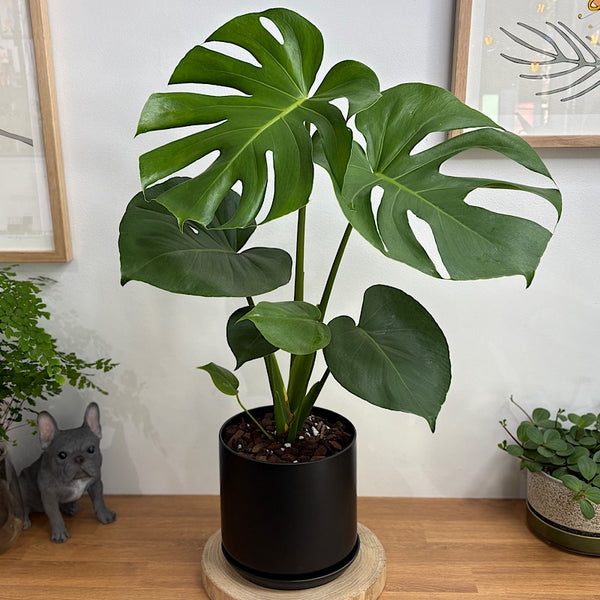 Monstera Deliciosa in Large Oslo Pot Jet Black