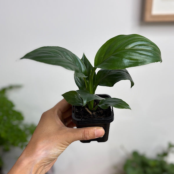 Spathiphyllum Dwarf Sensation 65mm