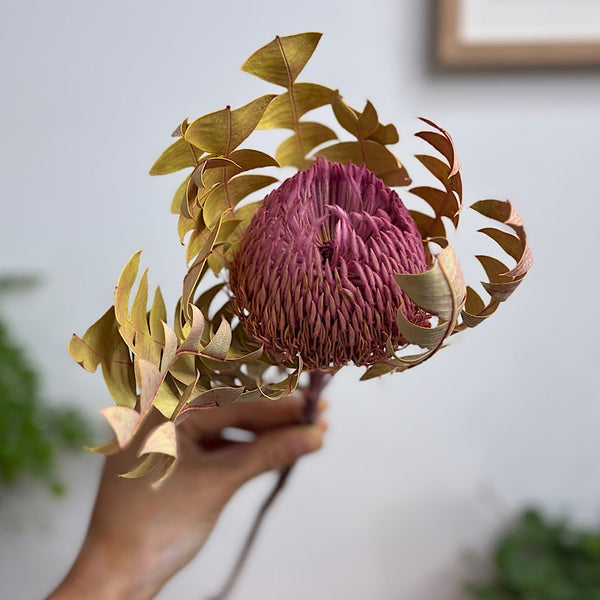 Dried Australian Banksia Baxteri