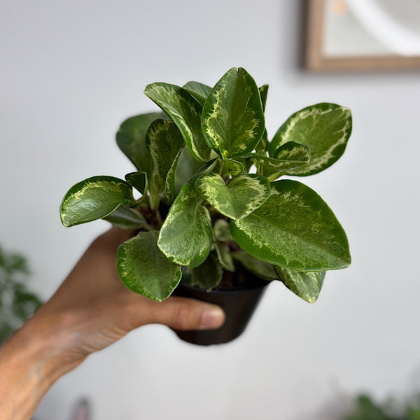Peperomia Obtusifolia Green and Gold 105mm