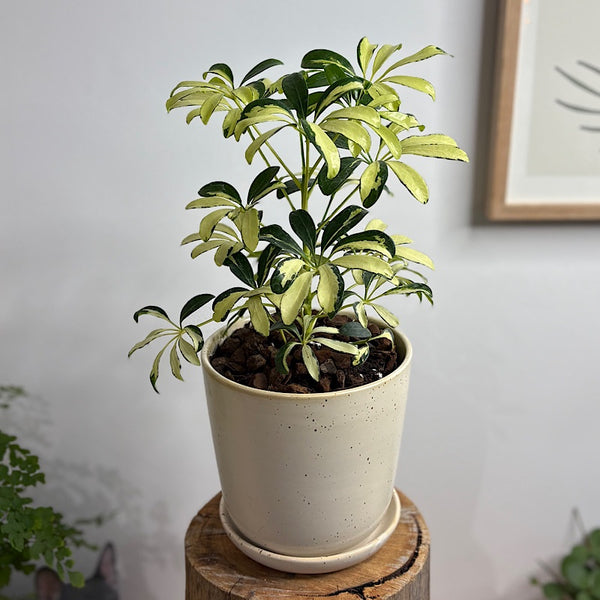 Variegated Umbrella Tree in Gerti Pot White Speckle
