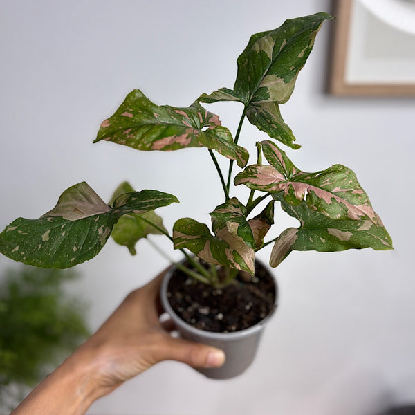 Syngonium Pink Margarita 105mm
