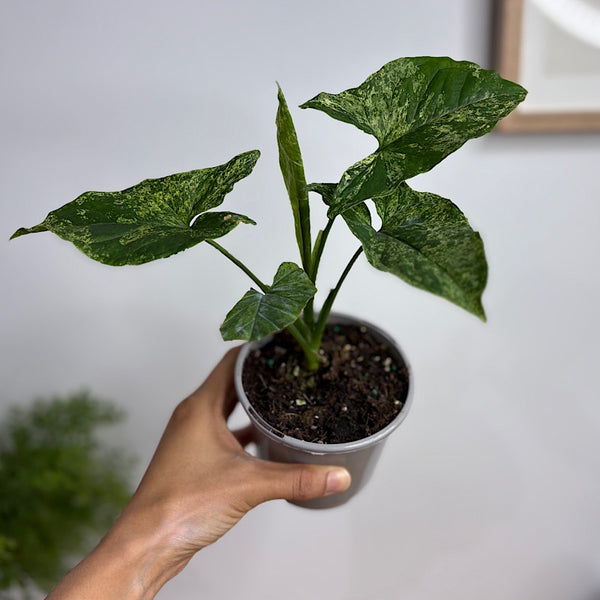 Syngonium Mojito 105mm