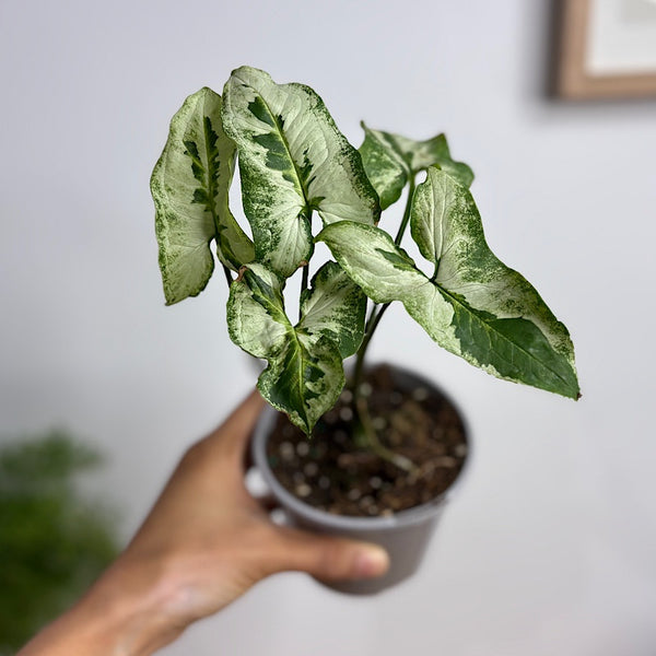 Syngonium Three Kings 105mm