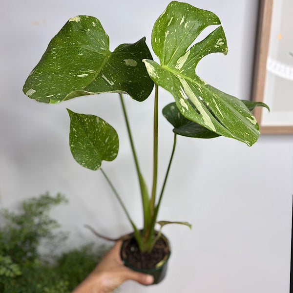 Monstera Thai Constellation Variegated Monstera 100mm