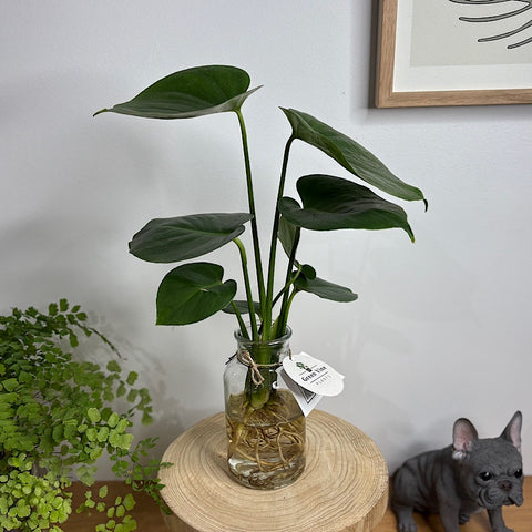 aralia false plant 10-PK of False Aralia