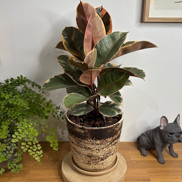 Ficus Tineke in Large Gerti Pot Cookies & Cream