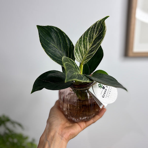 Hydro Philodendron Birkin in Barcelona Glass