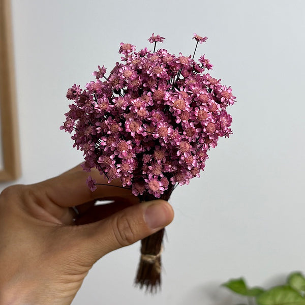 Preserved Spring Star Flowers Lavender