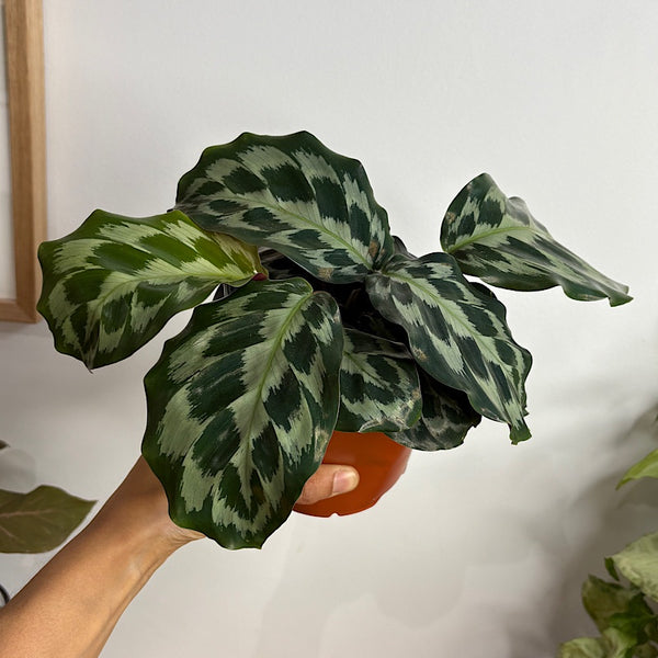 Calathea Helen Kennedy 130mm
