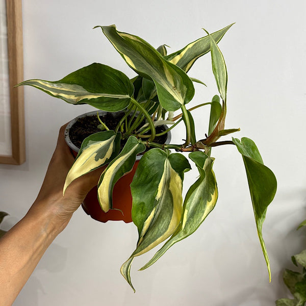 Philodendron Hederaceum Rio Cream Splash 130mm