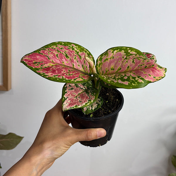 Aglaonema Crimson Valentine 100mm