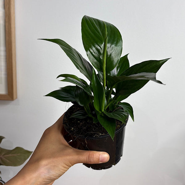 Spathiphyllum Crown Peace Lily 100mm