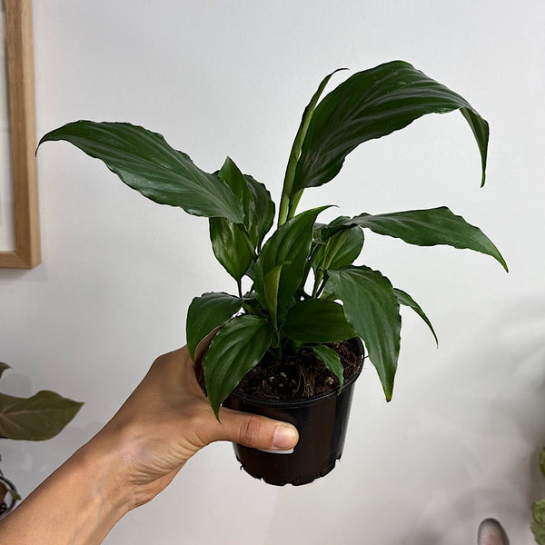 Spathiphyllum Sweet Chico 100mm