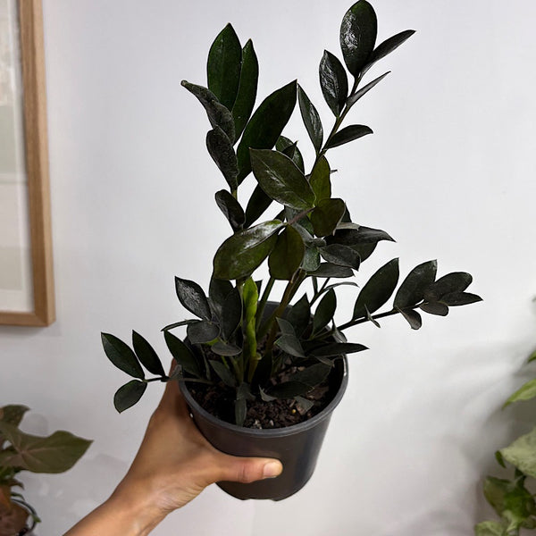 Zamioculcas Dark Zamicro 140mm