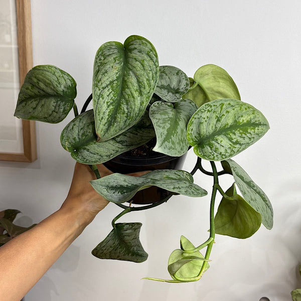 Scindapsus Exotica 155mm