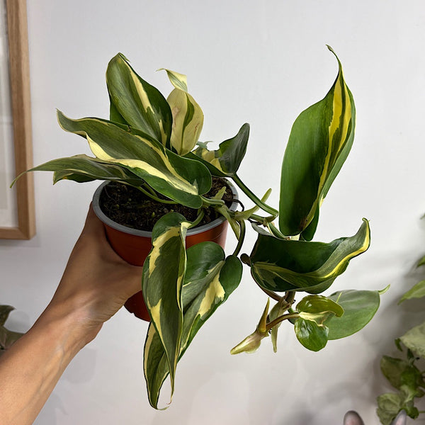Philodendron Hederaceum Rio 130mm