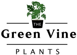 The Green Vine Plants