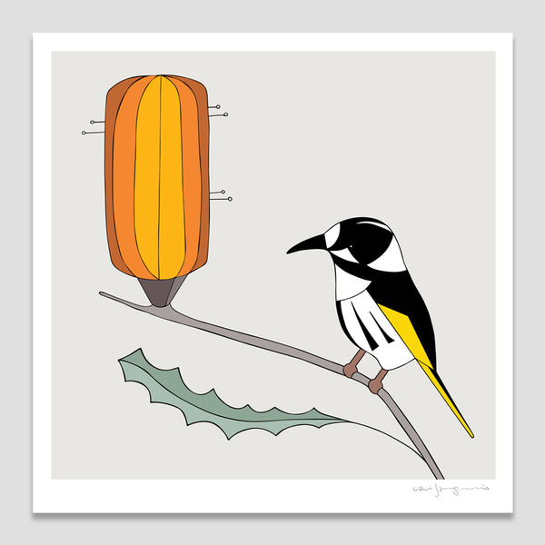 New Holland Honeyeater and Banksia Art Print by Eggpicnic