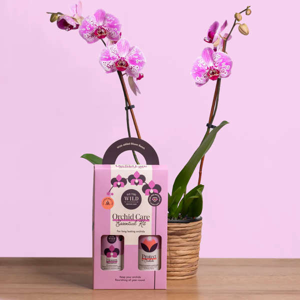Orchid Care Duo Kit Giftbox