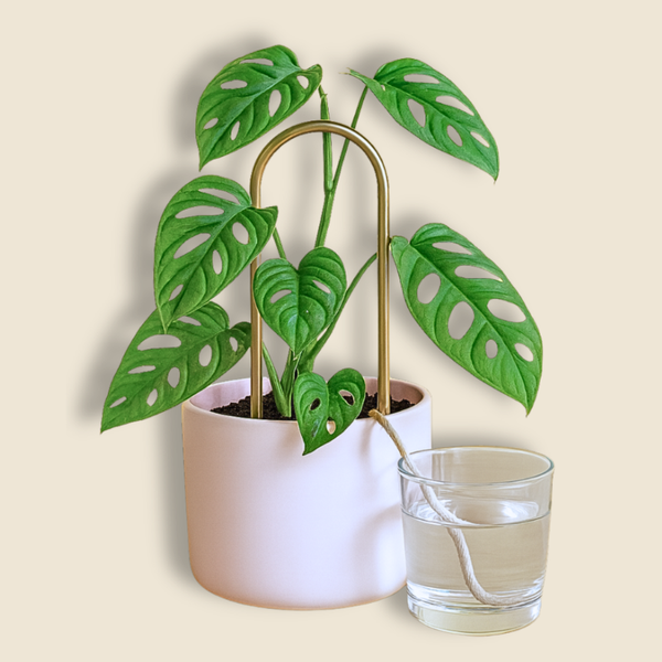 We the Wild Self Watering Plant Climber